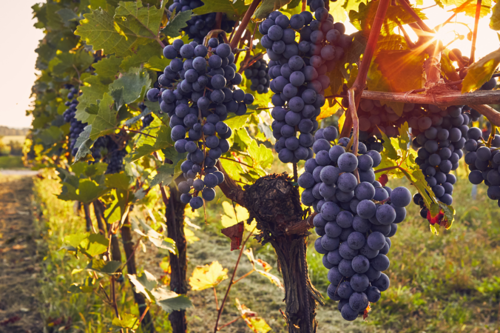 Dazi UE USA accordo al 15% evita escalation ma penalizza crescita italiana