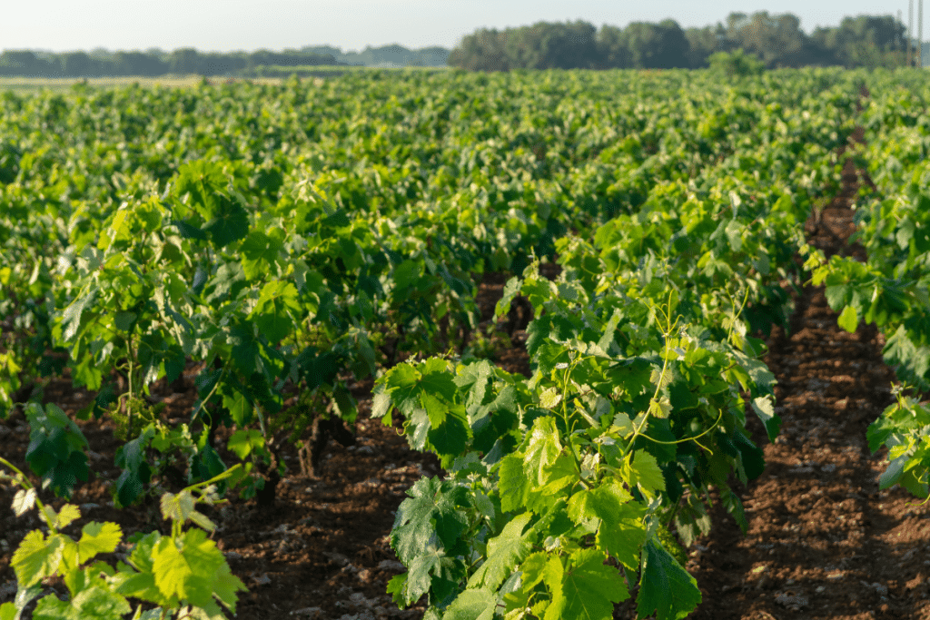 Primitivo di Manduria, stop alle nuove iscrizioni viticole fino al 2030 per contrastare i dazi USA