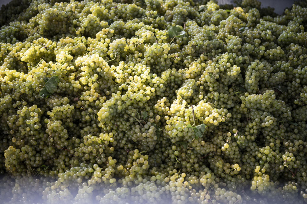 Vendemmia 2025 in Alto Adige raccolta anticipata a fine agosto con prospettive eccellenti