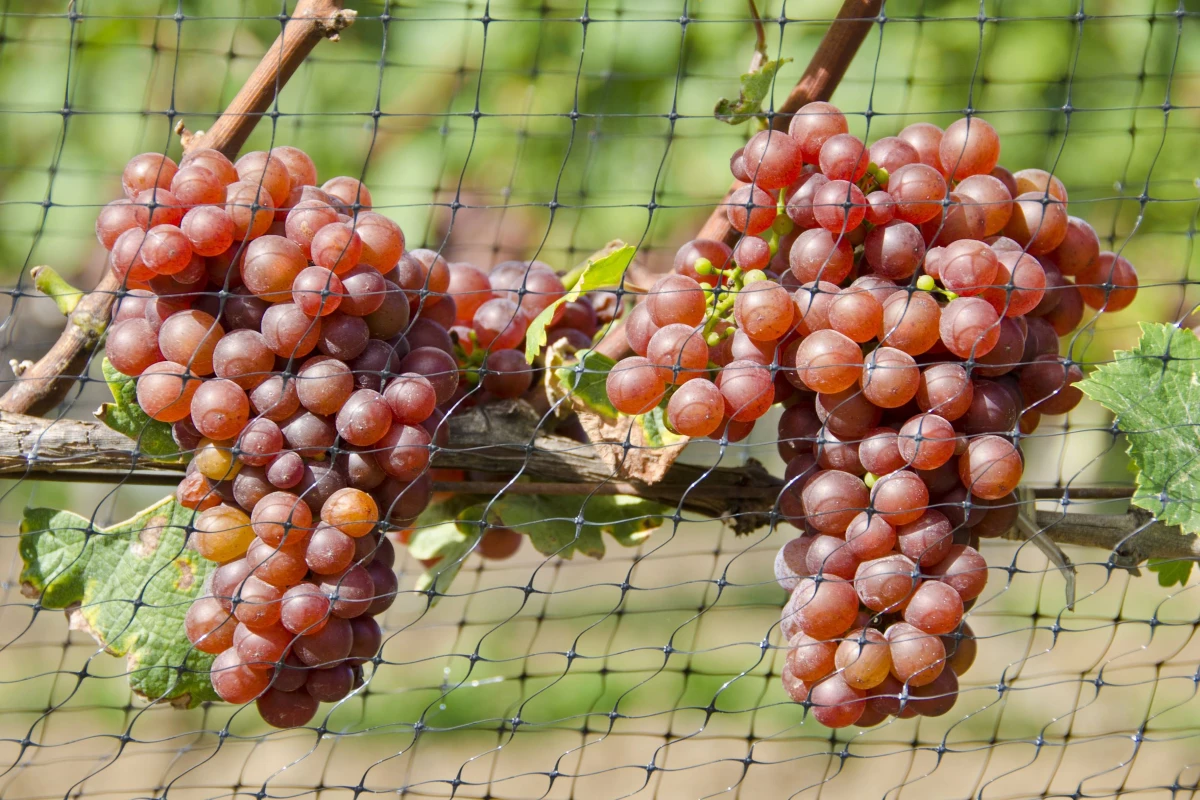 vitigni ibridi vantaggi mercato