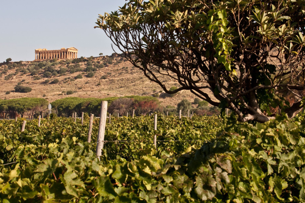 CVA Canicattì, la Sicilia cooperativa punta su nuovi vini e progetti di accoglienza