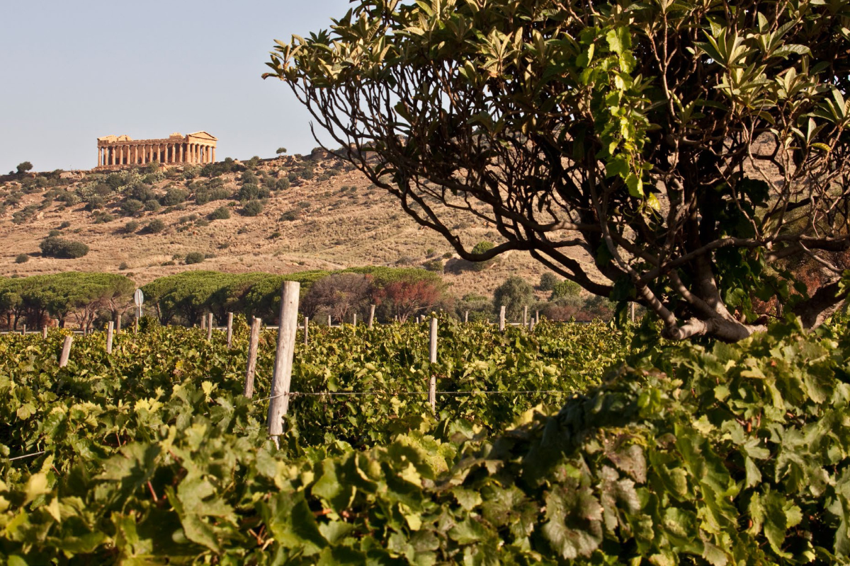 CVA Canicattì, la Sicilia cooperativa punta su nuovi vini e progetti di accoglienza