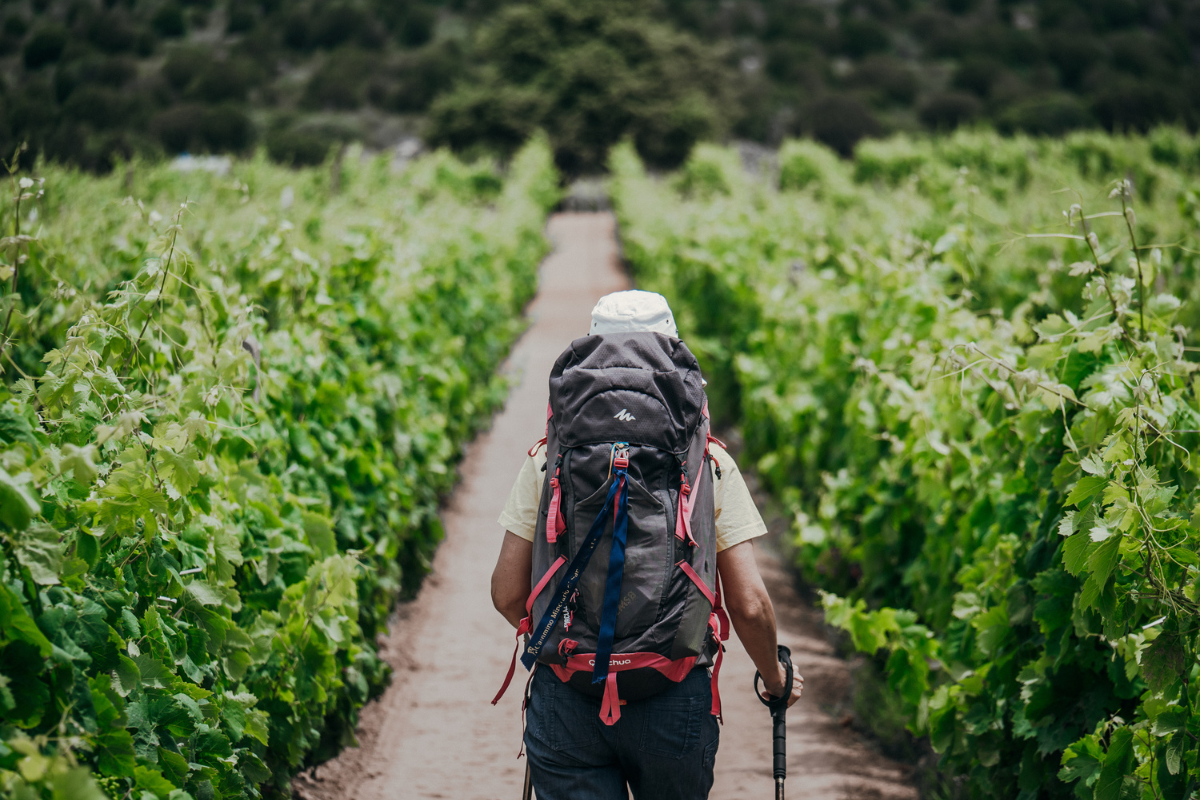 I Sentieri del Carignano nasce il nuovo itinerario enogastronomico nel Sulcis