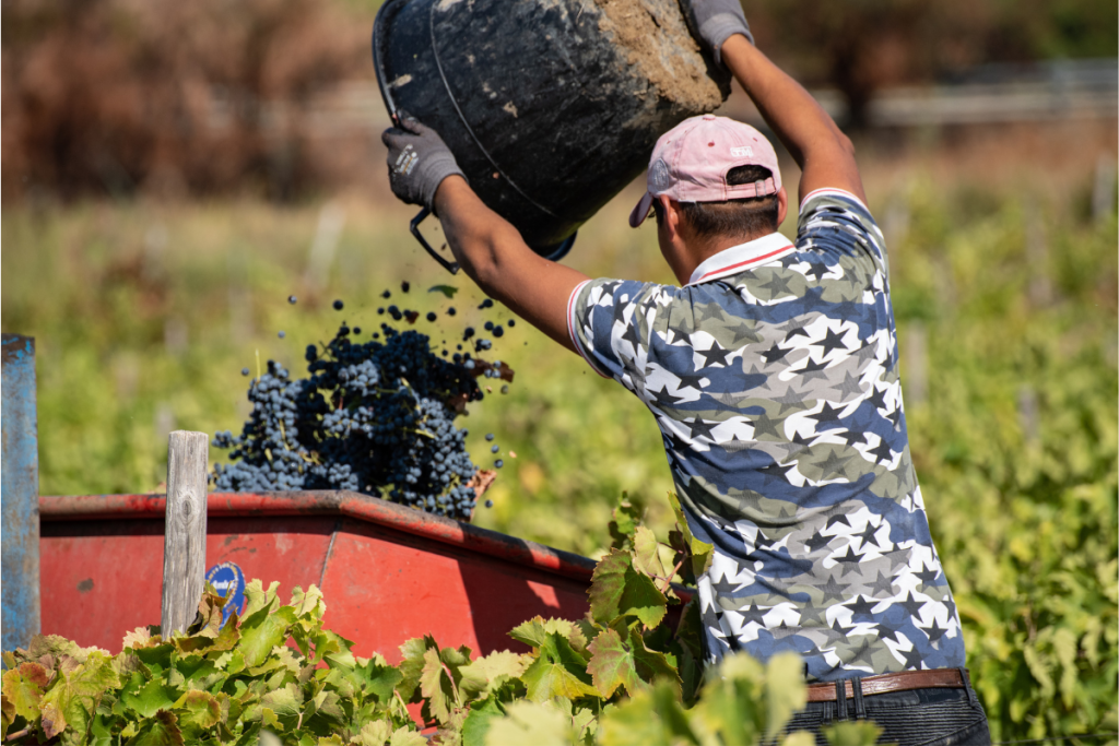 Le cooperative di The Wine Net in vendemmia sfide climatiche ma anche buoni scenari di raccolta