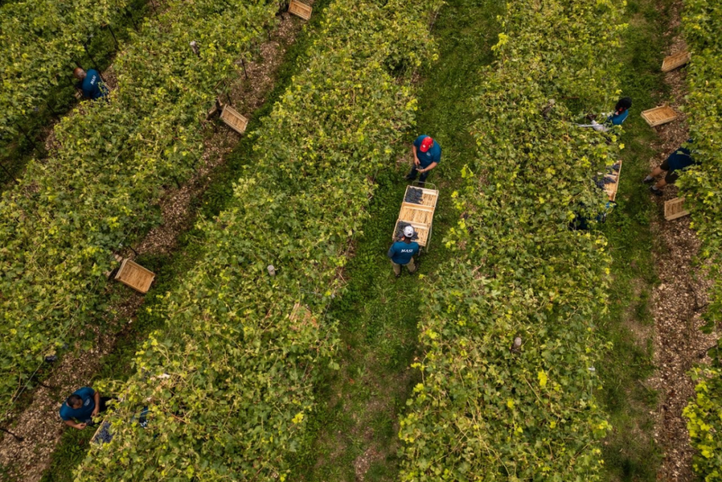 Masi la vendemmia 2025 conferma qualità eccellente nonostante le sfide climatiche