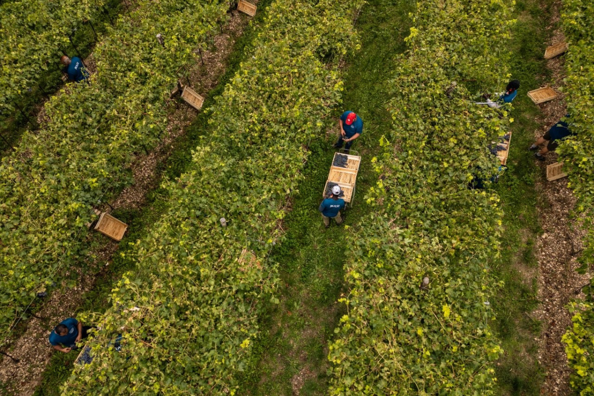 Masi la vendemmia 2025 conferma qualità eccellente nonostante le sfide climatiche