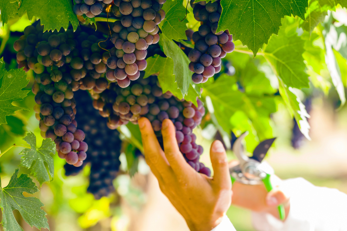 Produttori di Manduria vendemmia 2025 da record con +40% di produzione