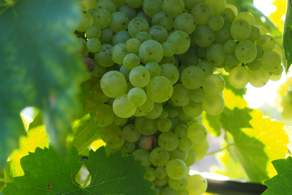 Prosecco DOCG Vendemmia 2025 da record, tra le migliori degli ultimi 30 anni