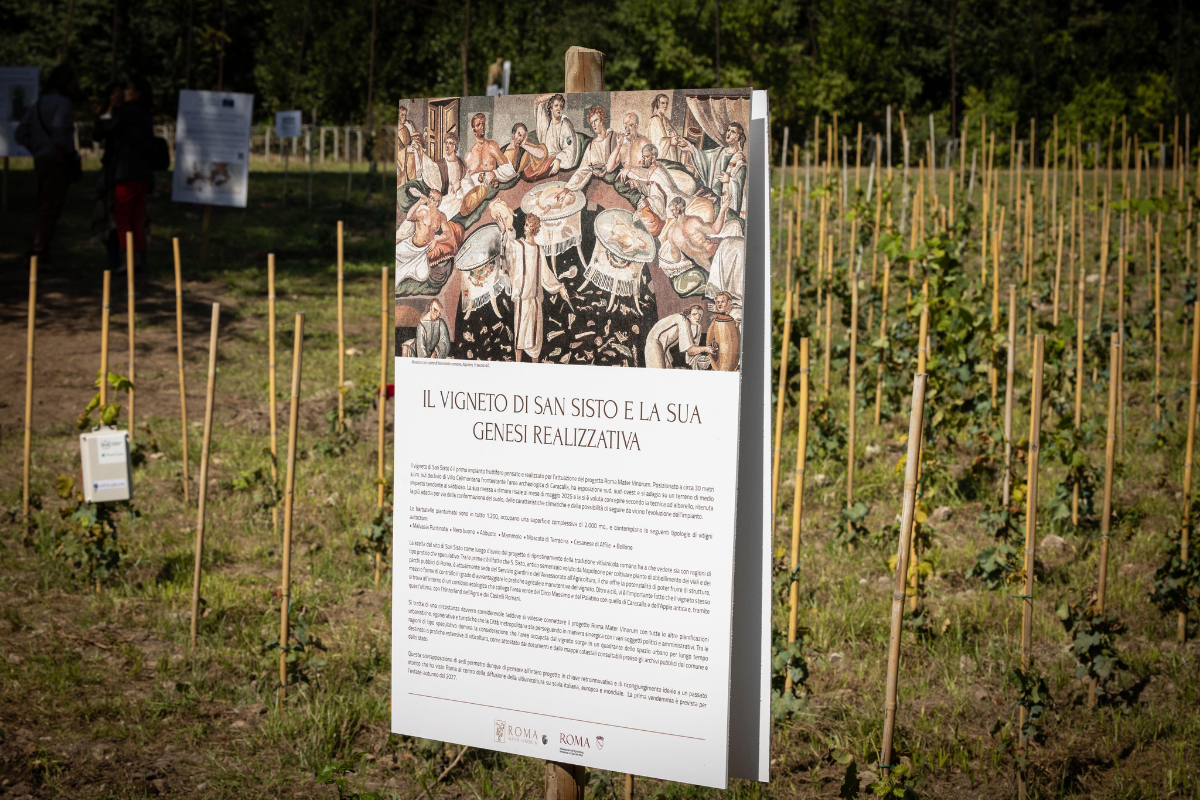 Roma riscopre la sua identità vitivinicola inaugurato il vigneto urbano di San Sisto