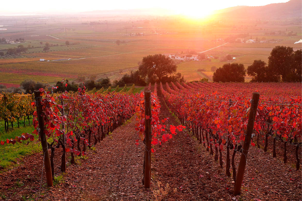 Suvereto Docg, rivoluzione nel disciplinare Syrah e Cabernet Franc tra le tipologie varietali