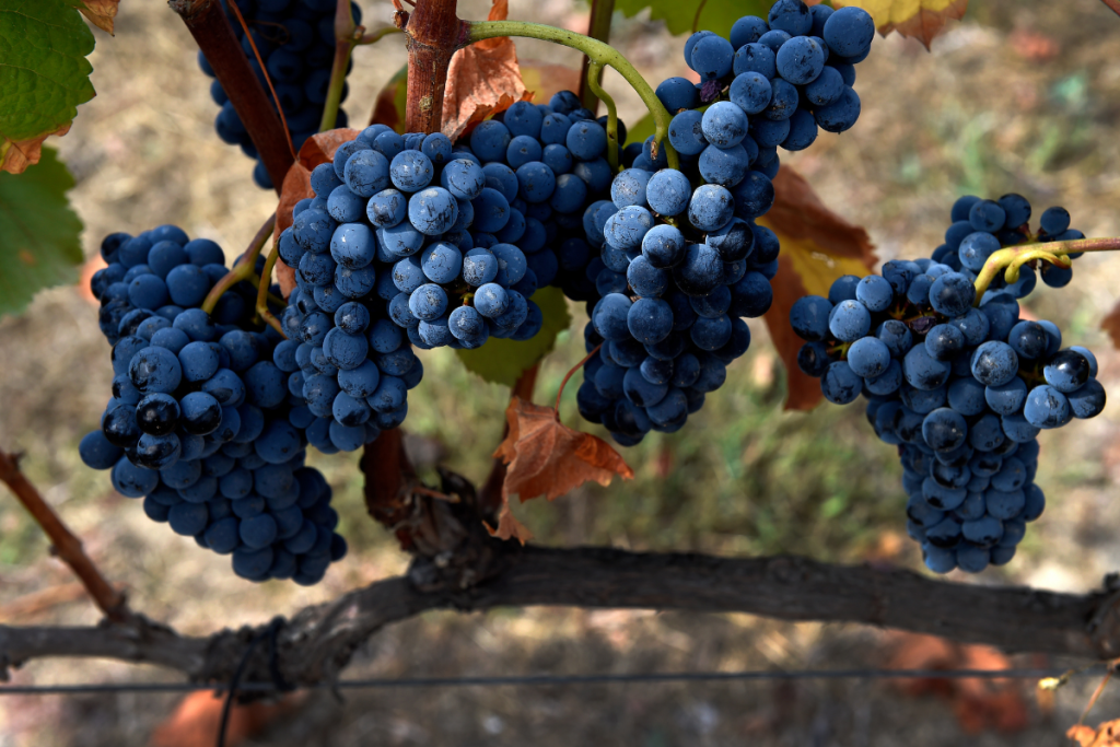 Vendemmia 2025, meno quantità ma qualità eccellente la scommessa del vino italiano