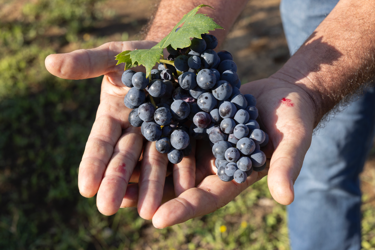 Vendemmia 2025 per il Morellino qualità alta, rese ridotte e sfide di mercato