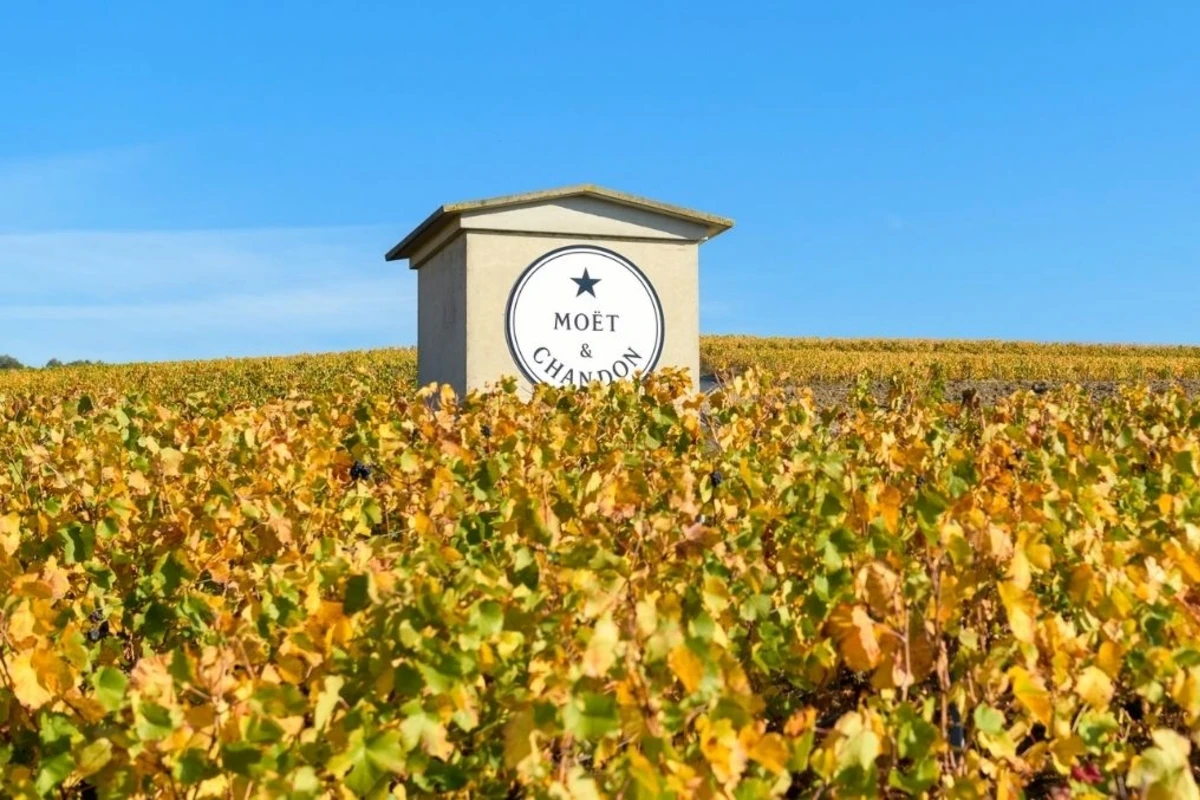 moet chandon champagne piwi