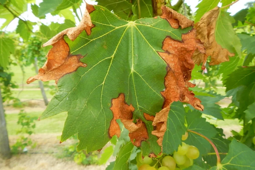 xylella vigneti ricerca nature