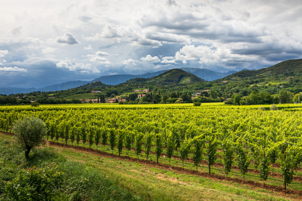 Asolo Montello 32,5 milioni di bottiglie e un modello economico che reinveste il 32% del valore sul territorio