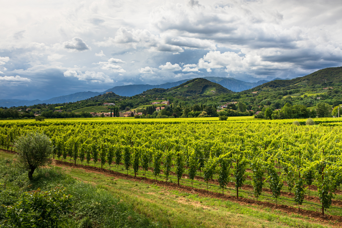 Asolo Montello 32,5 milioni di bottiglie e un modello economico che reinveste il 32% del valore sul territorio