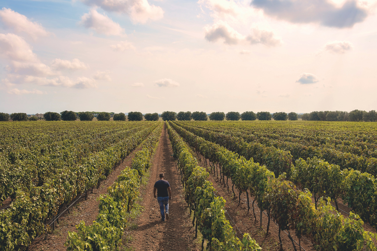 Cantina San Giorgio tra le 94 imprese più sostenibili d'Italia premiata da Industria Felix