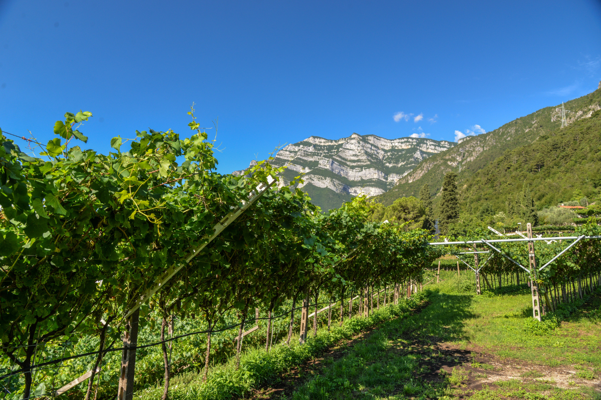 DOC Delle Venezie protagonista a EDM Retail In Touch 2025 sostenibilità e innovazione per il Pinot Grigio