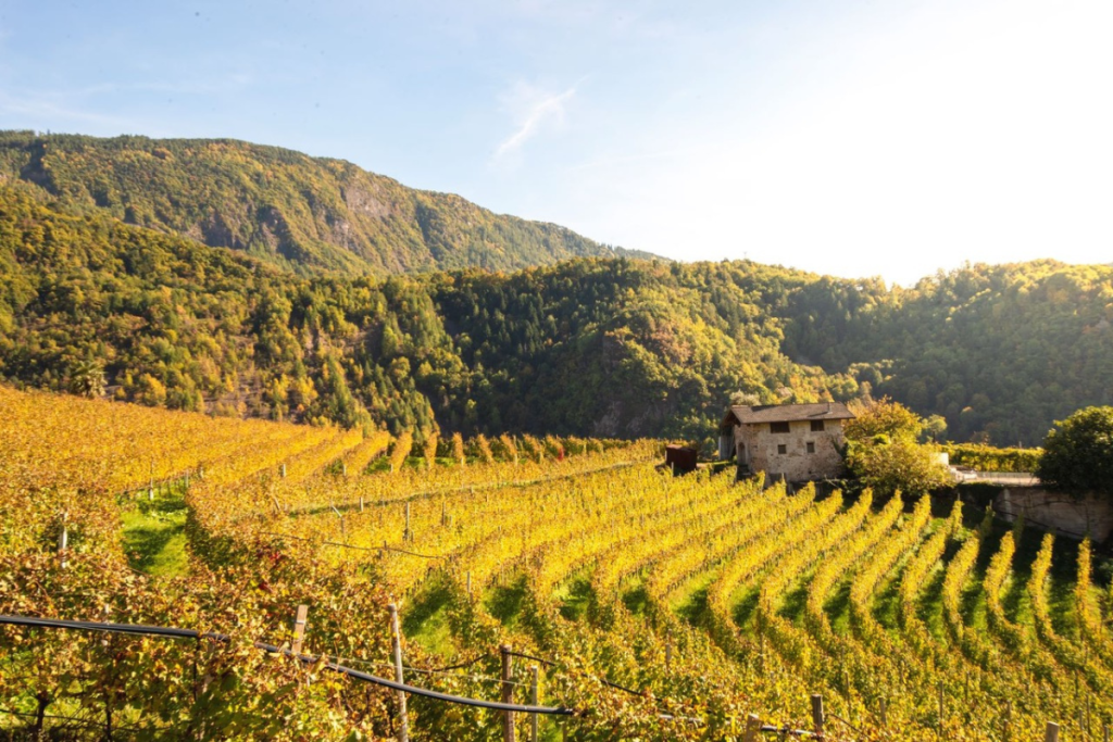 DoloViniMiti chiude in bellezza viaggio tra vini verticali e comunità montana
