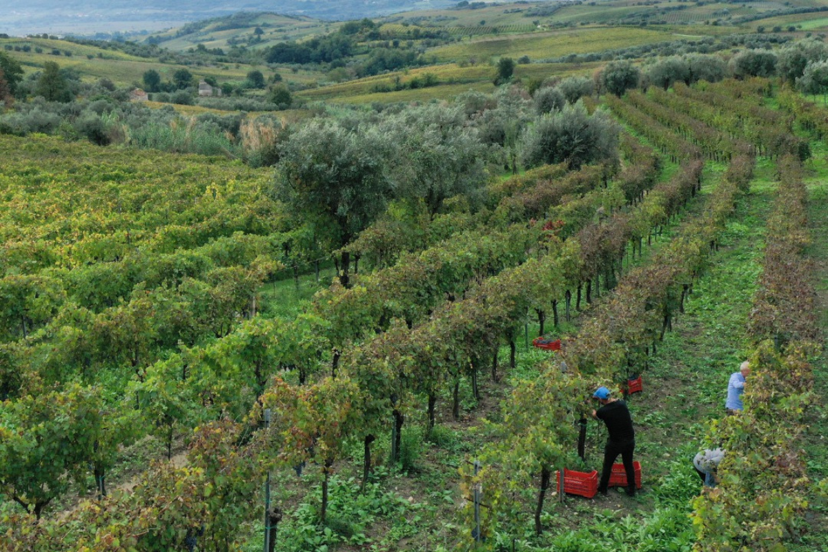 La Guardiense è la migliore cantina cooperativa d'Italia secondo il Gambero Rosso
