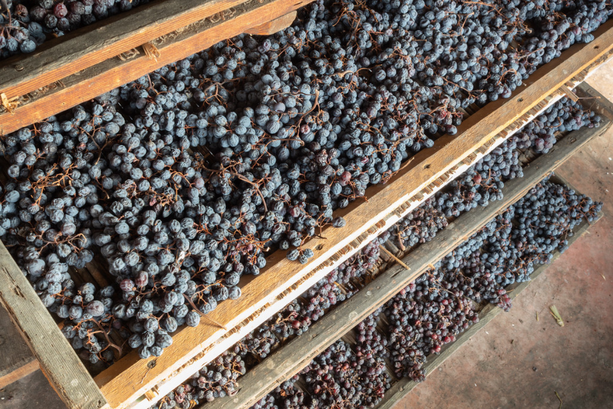 Recioto della Valpolicella, il vino millenario che Slow Food vuole salvare dall'oblio