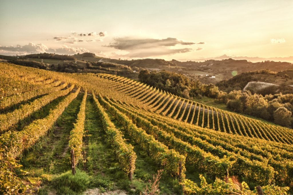 Sostenibilità, Argea chiama a raccolta la filiera la strategia è nei dati