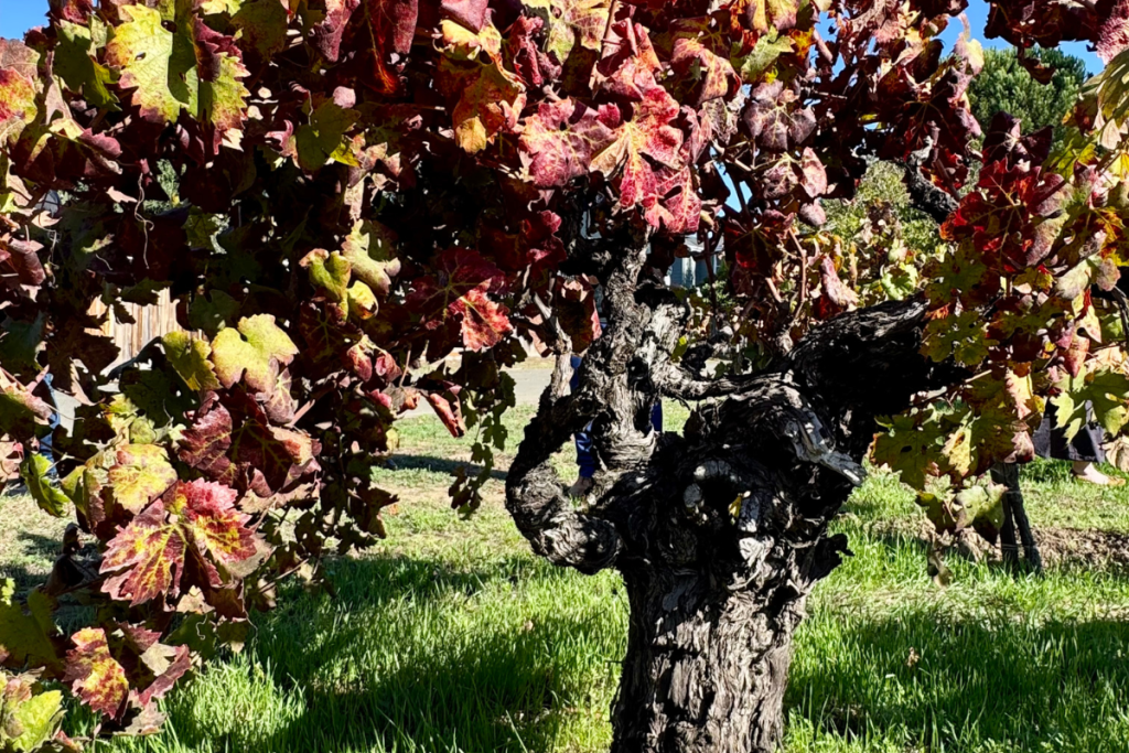 Meeting of the Minds 2025 le vecchie vigne da patrimonio a strategia per il futuro del vino