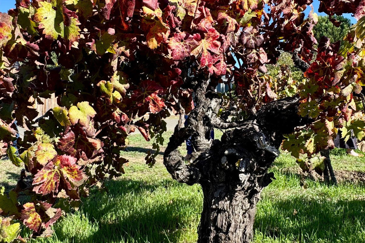 Meeting of the Minds 2025 le vecchie vigne da patrimonio a strategia per il futuro del vino