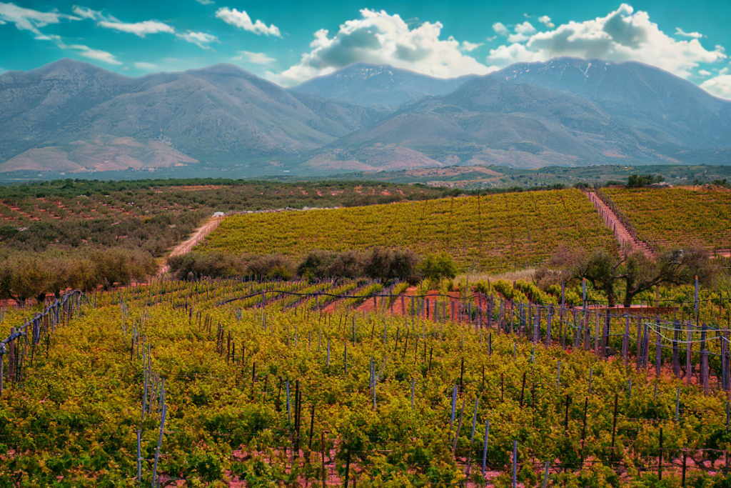 Il vino oltre il terroir verso un nuovo “senso di luogo”