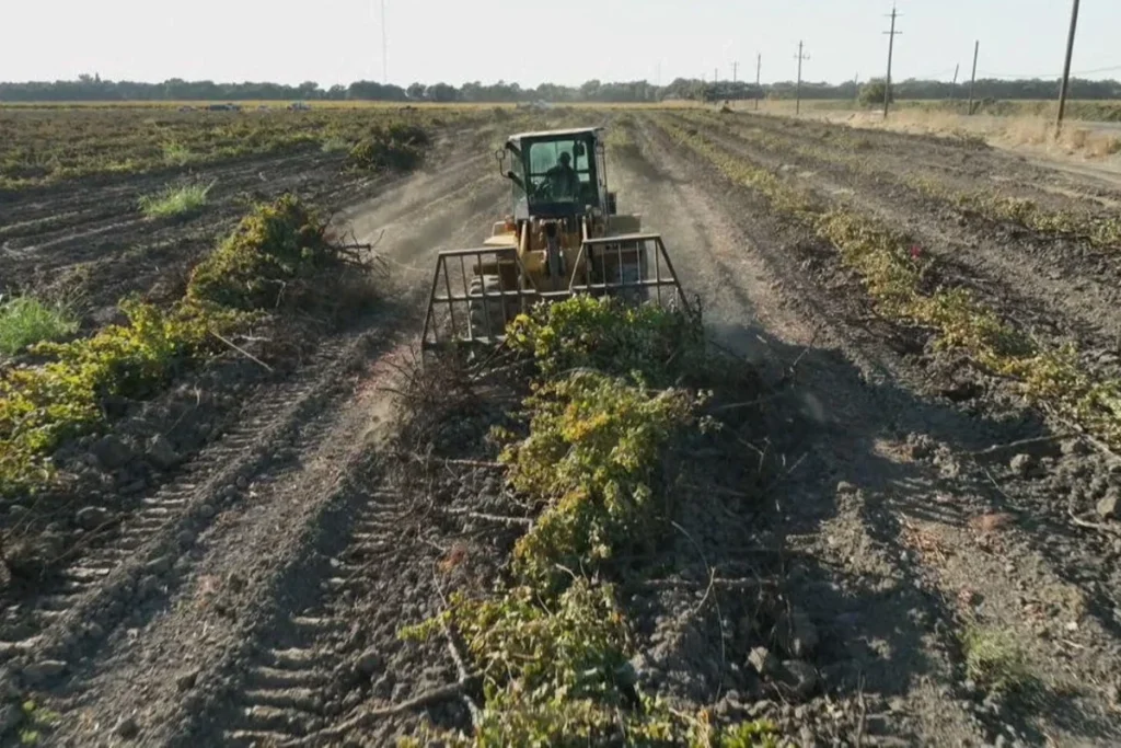 crisi vino usa sradicamento vigneti