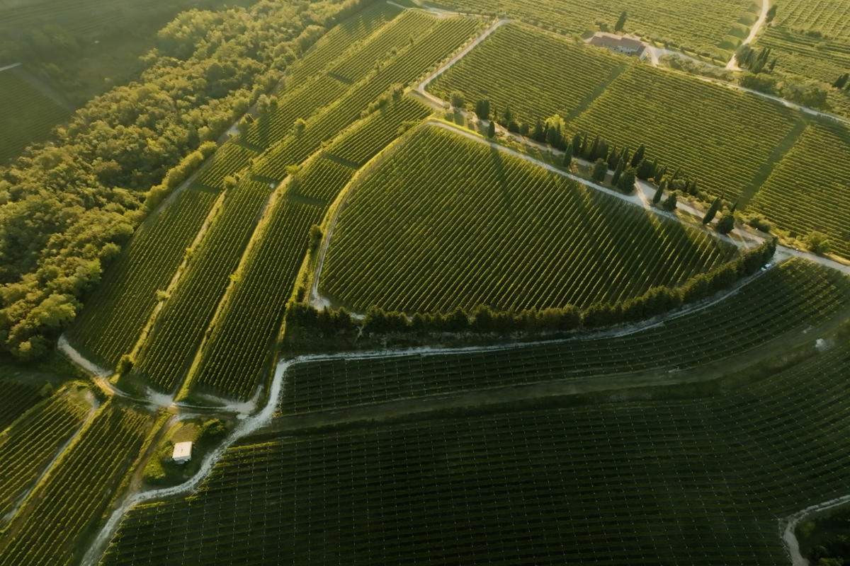 Allegrini, vino cultura e responsabilità formazione, arte e territorio al centro della nuova strategia