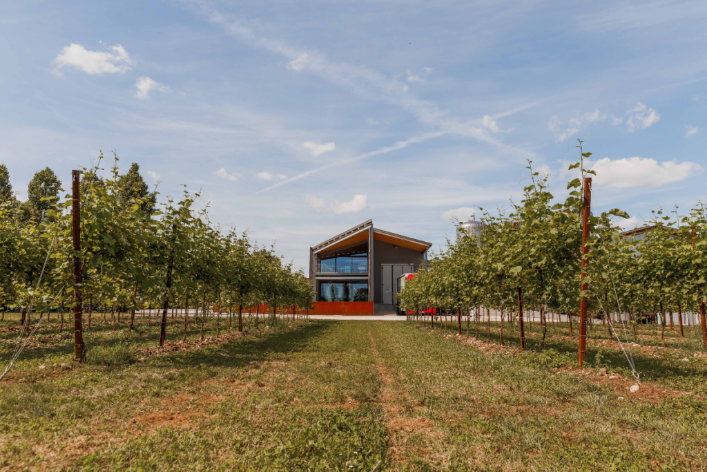 Cantina Pizzolato chiude il 2025 con 24 milioni di fatturato e punta sul no e low alcol