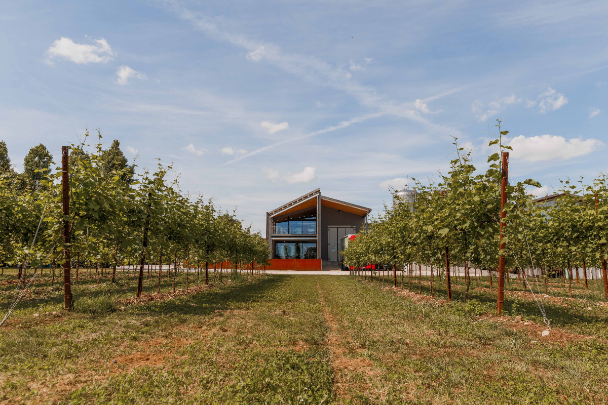 Cantina Pizzolato chiude il 2025 con 24 milioni di fatturato e punta sul no e low alcol