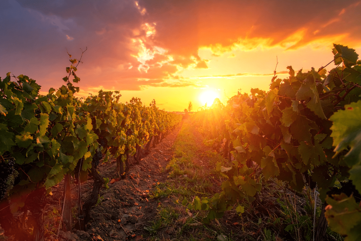 Vino italiano, giacenze 61 milioni di ettolitri invenduti nelle cantine