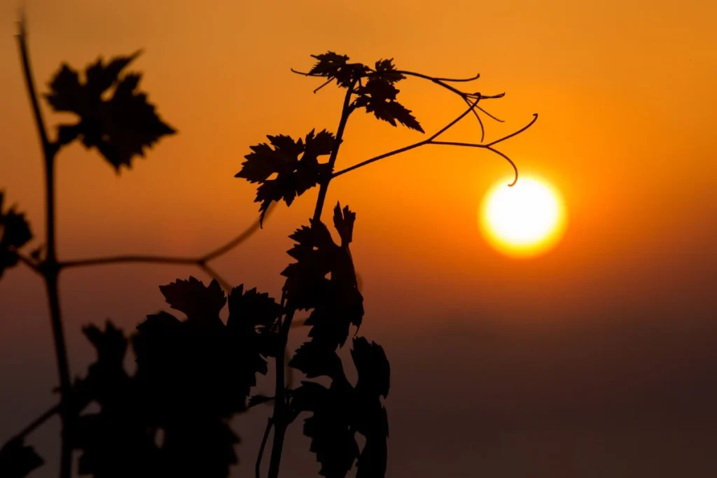 crisi vino bordeaux francia