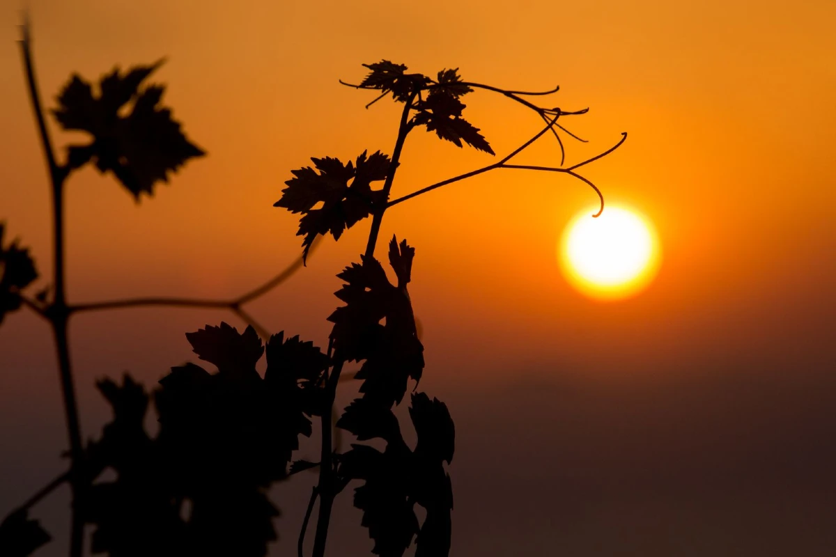 crisi vino bordeaux francia