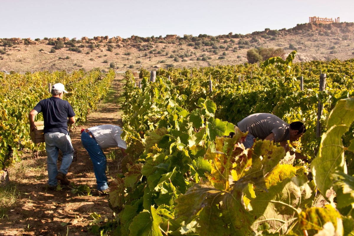 CVA Canicattì scelte commerciali per l’estero e marketing territoriale