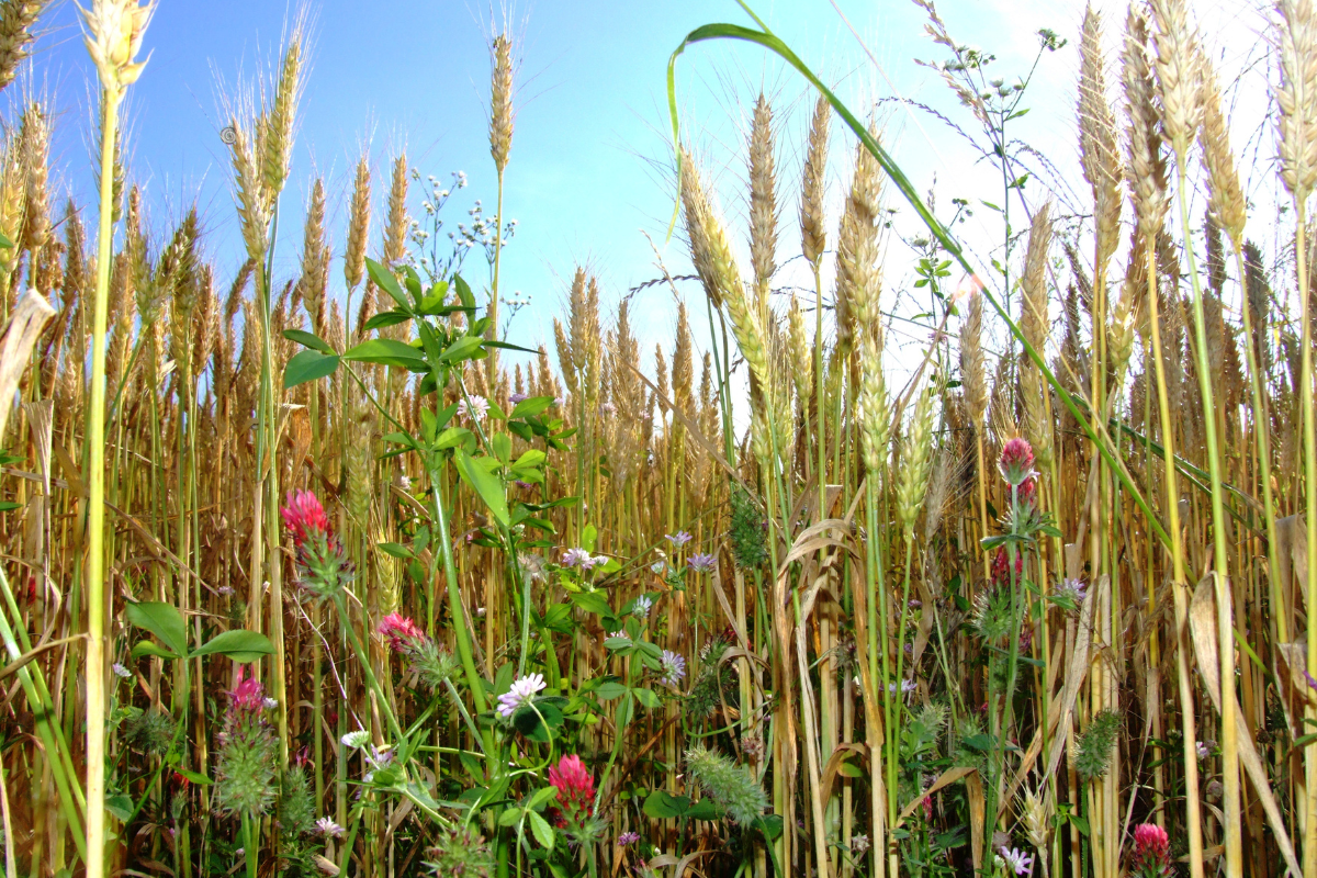 Quattro cantine scelgono Diversity Ark la certificazione che mette la biodiversità al centro del vigneto