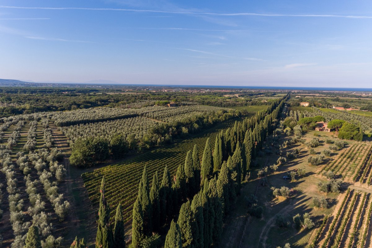 Tutela del territorio a Bolgheri il Consorzio scrive al Ministro dell’Ambiente