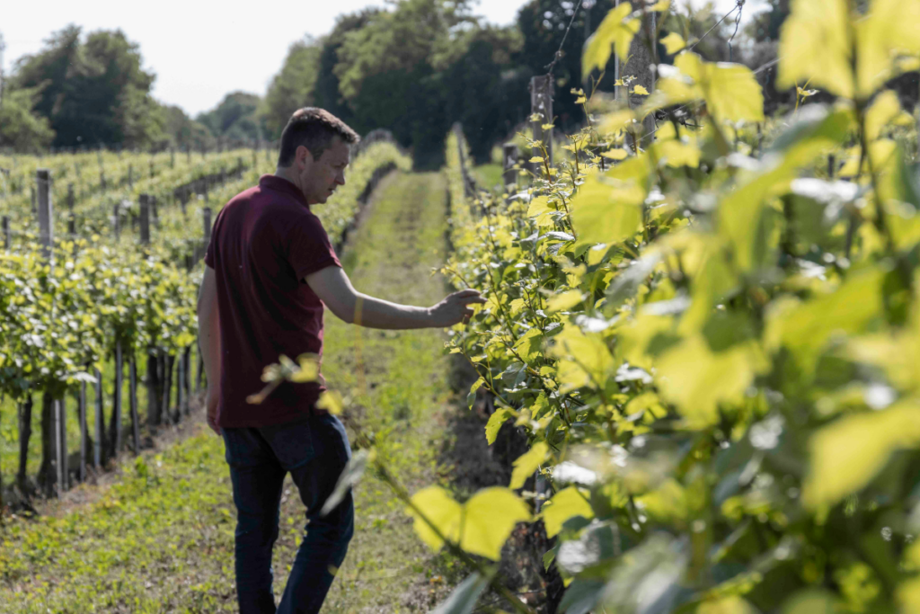 Vitevis Academy la formazione dei giovani soci tra capitale umano e tecnologia