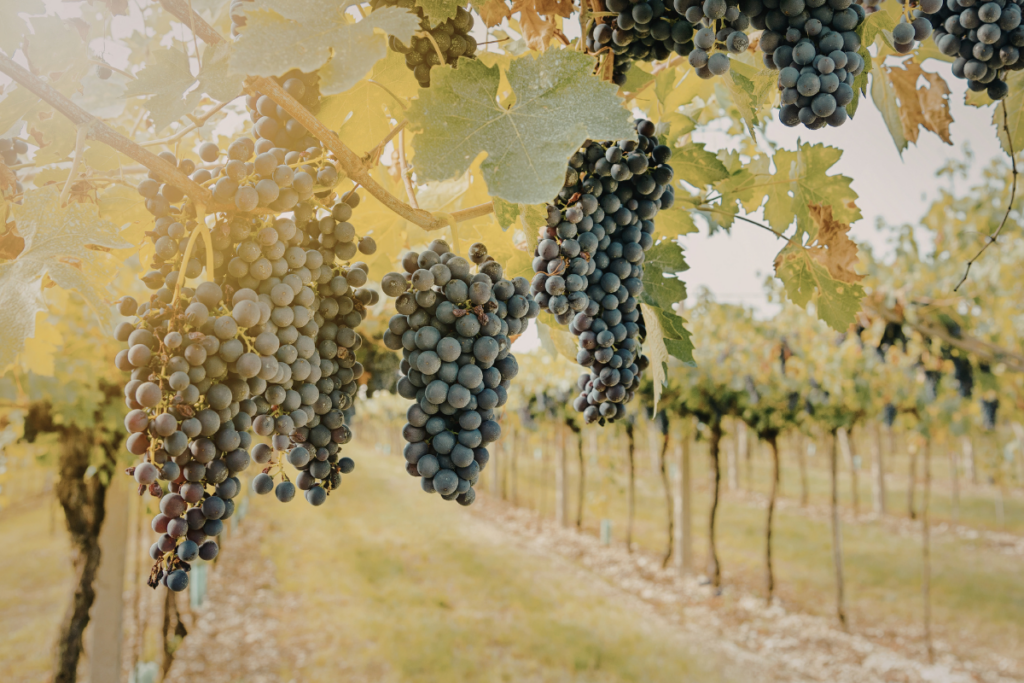 Grape4vine dagli scarti della vite un'arma biologica contro peronospora e botrite