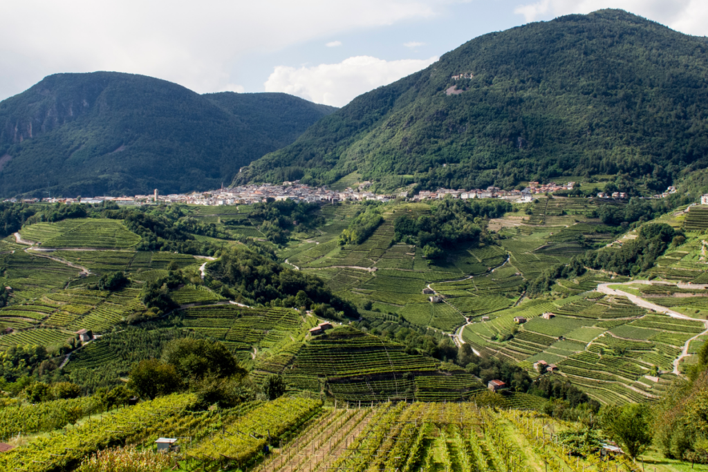 Valle di Cembra, nasce il nuovo Comitato Mostra vino e territorio uniti per una strategia condivisa