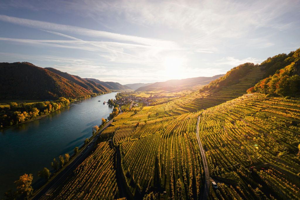 Vino, clima e nuovi consumi cinque trend globali che il settore non può ignorare