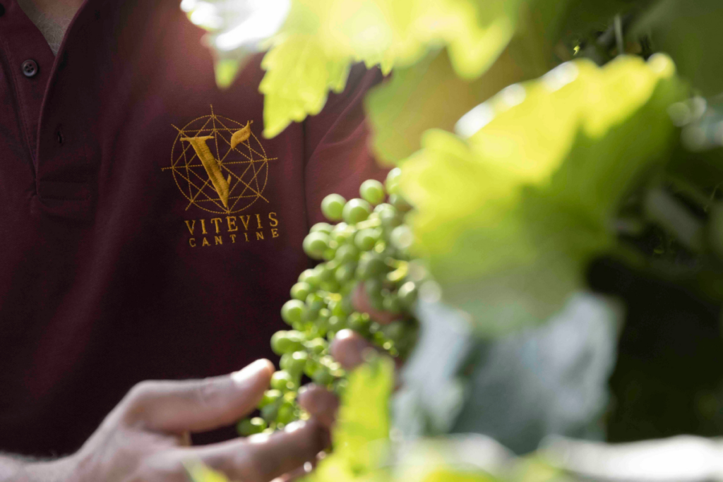 Vitevis punta su droni, AI e agricoltura di precisione per la vigna del futuro