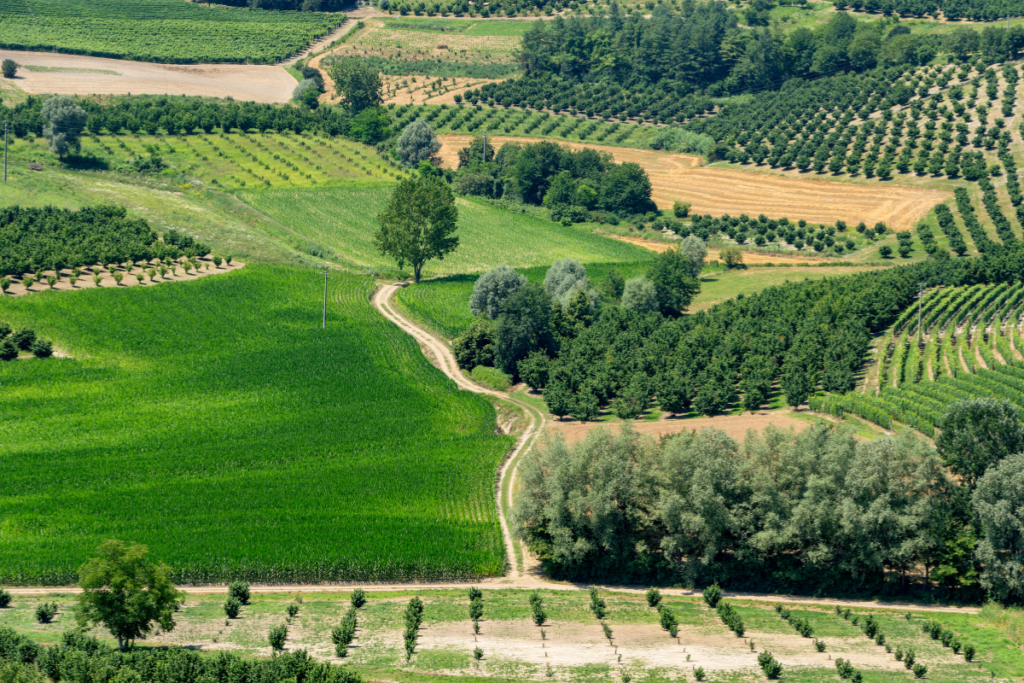 Asti DOCG, rese confermate a 85 quintali per ettaro per la vendemmia 2026