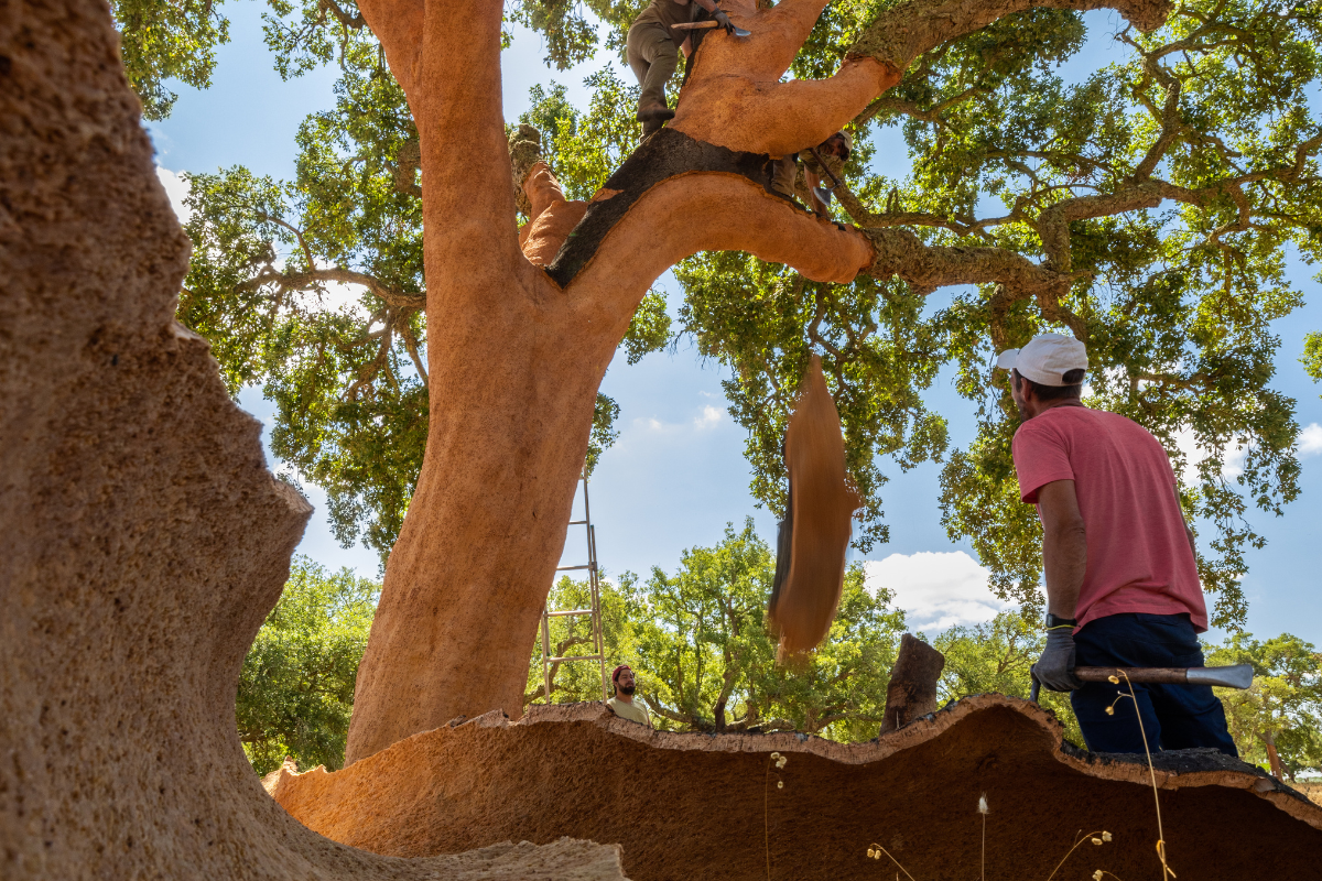 Decortica 2026 il rito del sughero che trasforma la foresta in alleata del clima