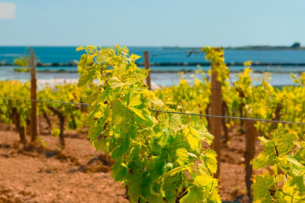 L’Italy Road Tour 2026 fa tappa in Sicilia Feudo Stagnone Cantine Birgi accoglie gli operatori dell’enoturismo