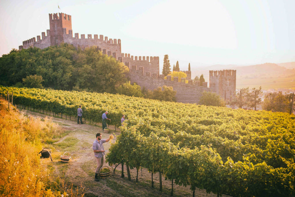 Soave, una svolta per la DOC taglio del 50% delle superfici rivendicabili e rese ridotte dalla vendemmia 2026