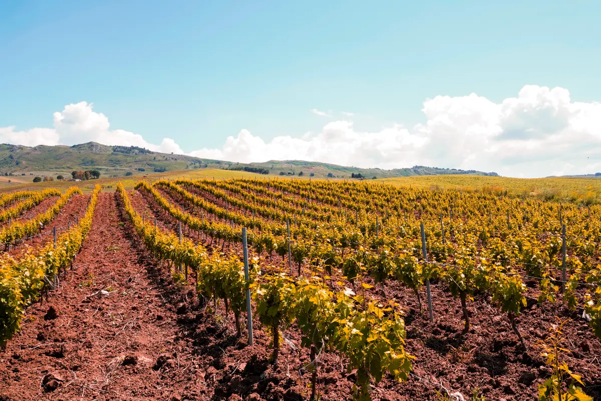 cantine birgi vigneti vini bianchi