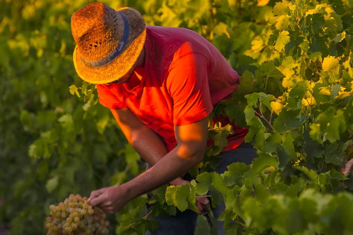 cantine birgi vigneto raccolta